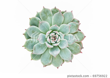 Green house plants potted, succulent plants isolated on white background. Flat lay, top view. 69756922