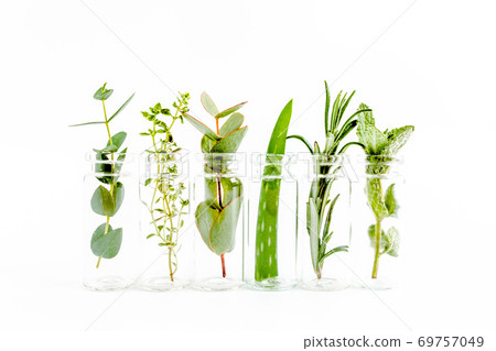 Mix of herbs, green branches, leaves mint, eucalyptus, rosemary, aloe Vera and plants collection on white background. Set of herbs. Flat lay. Top view 69757049