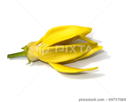 fragrant flowers of climbing ylang-ylang on white background. 69757069