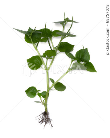 Close up green leaves of Pellucoid-leaved Pepper plant on white background. Close up green leaves of Pellucoid-leaved Pepper plant on white background. 69757078
