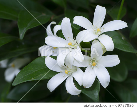 White flower of Orange Jessamine, Satin wood, Murraya exotica tree. White flower of Orange Jessamine, Satin wood, Murraya exotica tree. 69757086