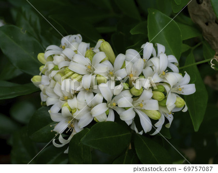 White flower of Orange Jessamine, Satin wood, Murraya exotica tree. White flower of Orange Jessamine, Satin wood, Murraya exotica tree. 69757087