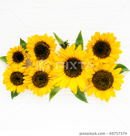 Beautiful with yellow sunflower on white background. Floral pattern. Flat lay, top view. Frame of flowers. Flowers texture Beautiful with yellow sunflower on white background. Floral pattern. Flat lay, top view. Frame of flowers. Flowers texture 69757374
