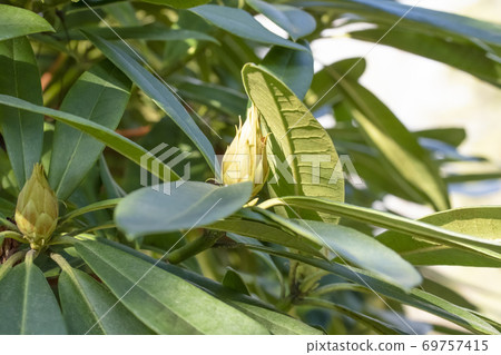 Closeup of leaves and buds of eucalyptus. Young fresh eucalyptus leaves on a clear day. 69757415