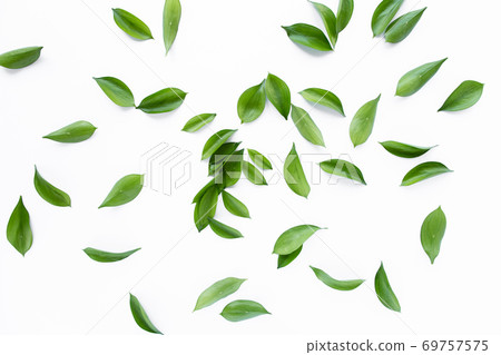 pattern texture with green leaves and branches isolated on white background. lay flat, top view 69757575