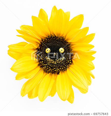 Smile of yellow sunflower on a white background. The floral pattern. The apartment lay, top view. Frame of flowers. The texture of the flowers 69757643