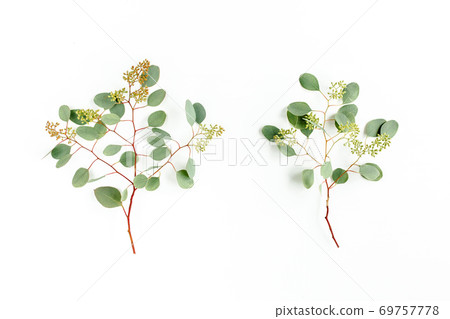 Set of eucalyptus leaves and eucalyptus branches with fruits in the form of berries on white background. Flat lay, top view. floral concept 69757778