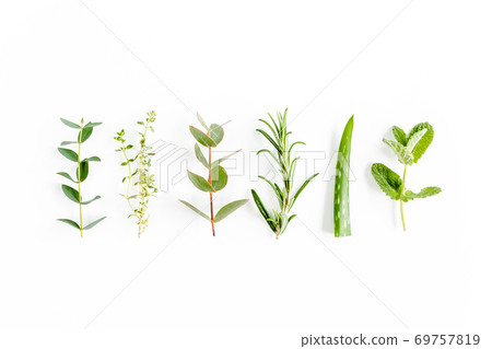 Mix of herbs, green branches, leaves mint, eucalyptus, rosemary, aloe Vera and plants collection on white background. Set of herbs. Flat lay. Top view Mix of herbs, green branches, leaves mint, eucalyptus, rosemary, aloe Vera and plants collection on white background. Set of herbs. Flat lay. Top view 69757819
