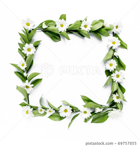 frame with green leaves and branches of chamomiles, chrysanthemum isolated on white background. lay flat, top view frame with green leaves and branches of chamomiles, chrysanthemum isolated on white background. lay flat, top view 69757855