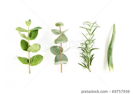 Mix of herbs, green branches, leaves mint, eucalyptus, rosemary and plants collection on white background. Set of medicinal herbs. Flat lay. Top view. 69757936