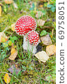 Mushrooms fly agarics in forest 69758051