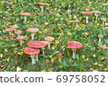 Mushrooms fly agarics in forest 69758052