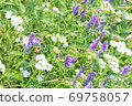 Wildflowers in a spring meadow 69758057