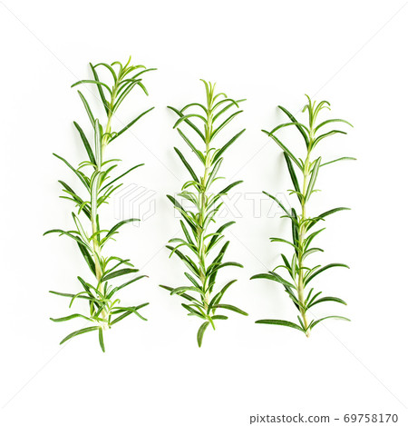 Green branch and leaves of rosemary isolated on a white background. Herbs. Flat lay. Top view Green branch and leaves of rosemary isolated on a white background. Herbs. Flat lay. Top view 69758170