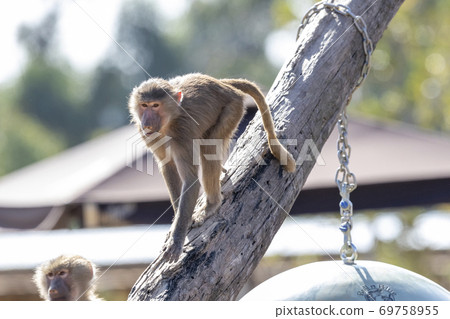 Two adolescent Hamadryas Baboons on a tree branch 69758955