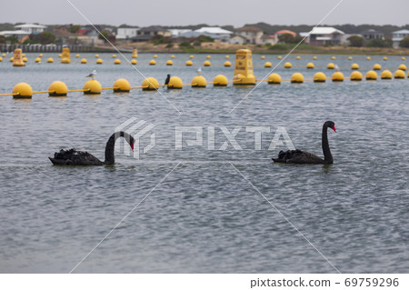 Two black swans paddling in a large estuary Two black swans paddling in a large estuary 69759296