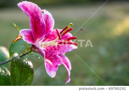Beautiful blooming lilium stargazer, in raindrops and a insect flying up to her, at sunset, on a 69760292