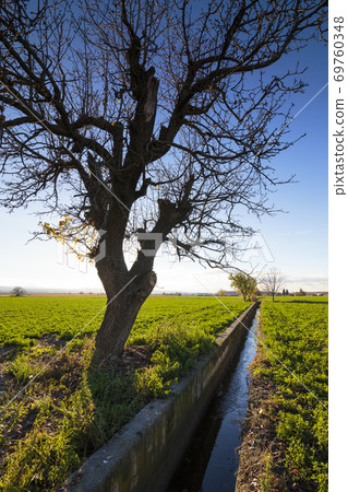 Close up silhouette of a lonely grown tree in a grassland. 69760348