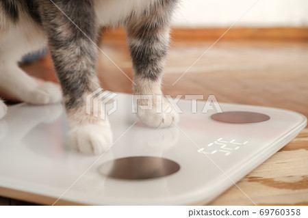 Cat paws stand on smart scales that makes bioelectric impedance analysis, BIA, body fat measurement Cat paws stand on smart scales that makes bioelectric impedance analysis, BIA, body fat measurement 69760358