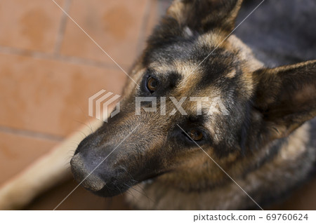 Beautiful loyal german shepherd 69760624