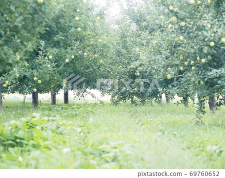 Apple field in Tsuruta Town, Aomori Prefecture 69760652