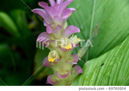 Akiyukon Flower 69760804