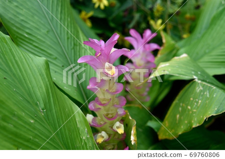 Akiyukon Flower 69760806