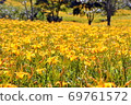 Golden needle sea 69761572