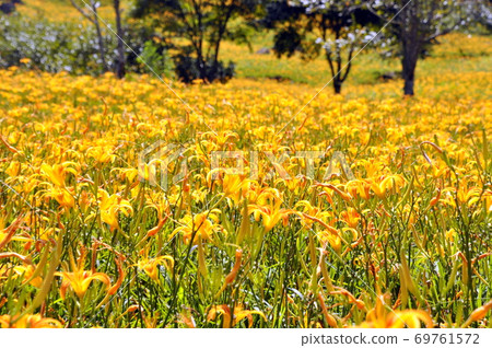 Golden needle sea Golden needle sea 69761572
