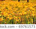Golden needle sea 69761573