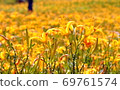 Golden needle sea 69761574