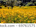 Golden needle sea 69761575