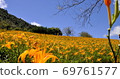 Golden needle sea 69761577