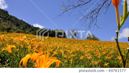 Golden needle sea Golden needle sea 69761577