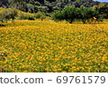 Golden needle sea 69761579