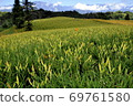 Golden needle sea 69761580