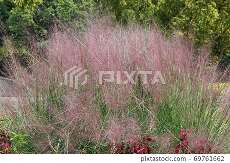 Mullenbergia與美麗的粉紅色花序 Mullenbergia與美麗的粉紅色花序 69761662