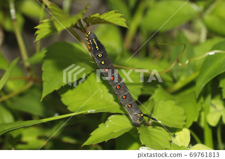 Caterpillar larva Caterpillar larva 69761813