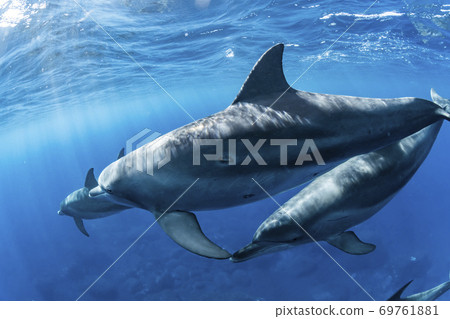 南海手海豚 南海手海豚 69761881