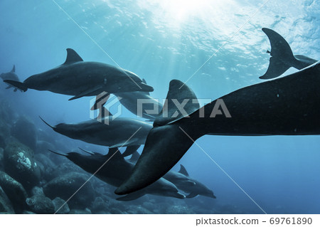 南海手海豚 南海手海豚 69761890