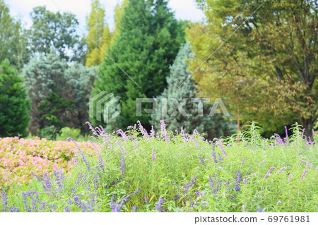 Early autumn park salvia leucans flowers 69761981
