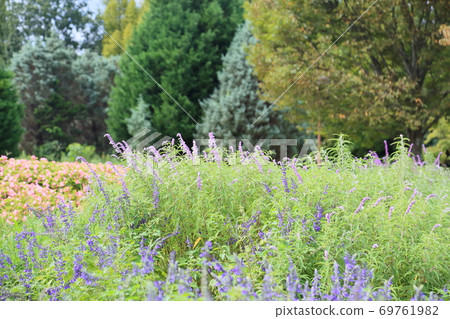 Early autumn park salvia leucans flowers Early autumn park salvia leucans flowers 69761982