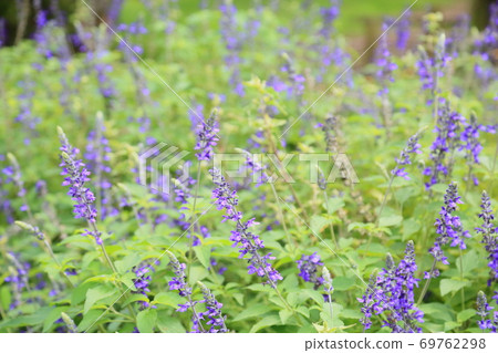 初秋公園靛藍尖塔的花 照片素材 圖片 圖庫