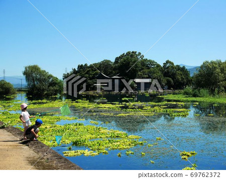 Children catching creatures in the spring pond of Ukishima Shrine (Kumamoto Prefecture) 69762372