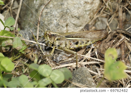Porcupine grasshopper 69762482