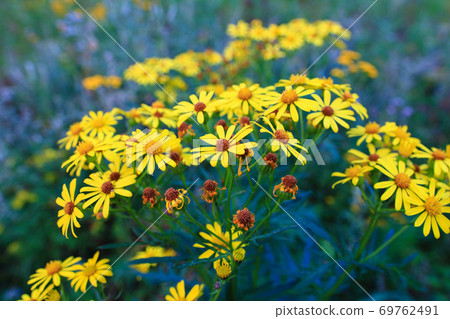 yellow flowers on a background of meadows yellow flowers on a background of meadows 69762491