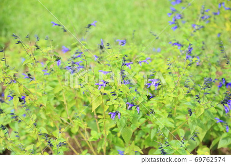 Salvia flower Guarantica flower 69762574