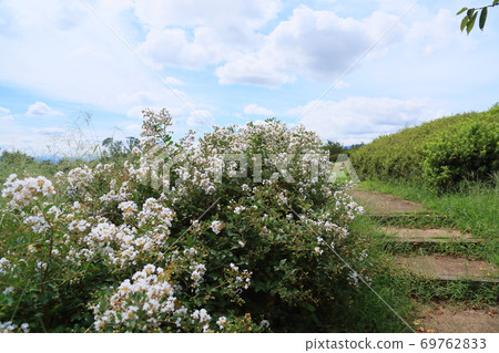 Early autumn park Issai crape myrtle flowers 69762833