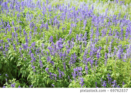 初秋的公園salvia Farinasea花 照片素材 圖片 圖庫