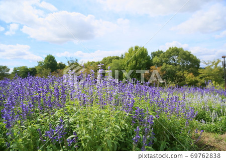 Early autumn park salvia farinacea flowers 69762838